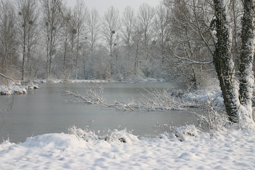 Clarté d'un matin d'hivers sur les étangs poissonneux