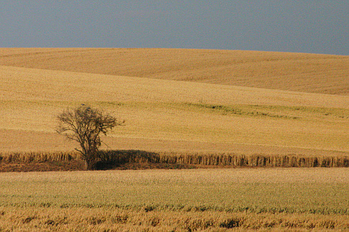 arbre dans les champs, photo pascal lando