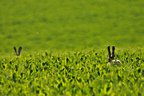 Image de lapins dans un champ