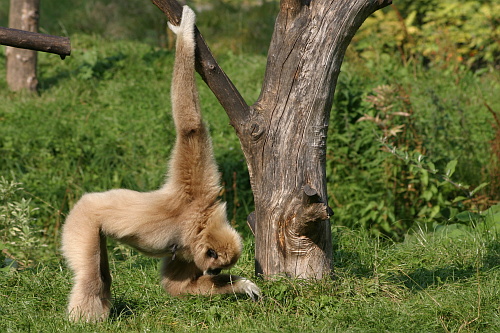 un petit singe du zoo d'amiens dans la somme, photo pascal lando