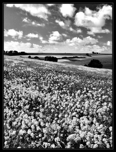 Paysage féerique en Picardie, jeu d'ombres et de lumières sur les champs de Colza près de Bray sur Somme, en noir et blanc… Doucement mais sûrement, le printemps s'installe irrémédiablement sur le Nord de la France, et on pense déjà à l'été…