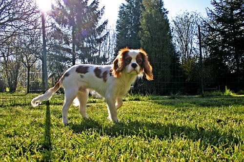 Le Cavalier King Charles Spaniel est un chien d'agrément d'origine anglaise