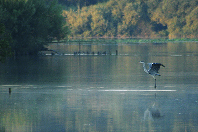 Héron cendré sur les étangs de Bray